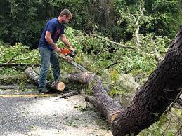 Best Emergency Tree Removal  in Centreville, MD