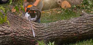Best Hazardous Tree Removal  in Centreville, MD