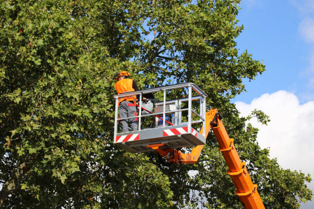 Best Leaf Removal  in Centreville, MD