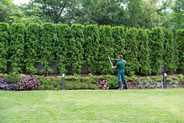  Centreville, MD Tree Removal Pros