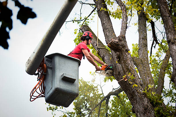 Best Tree Risk Assessment  in Centreville, MD