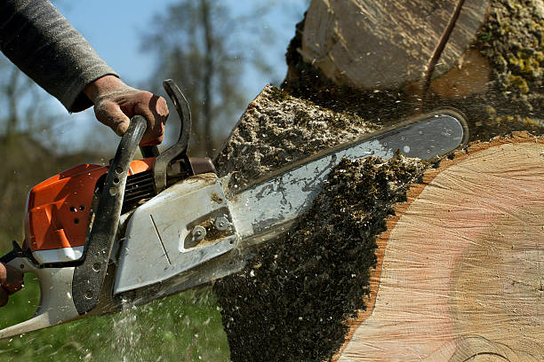 Best Aeration Services  in Centreville, MD